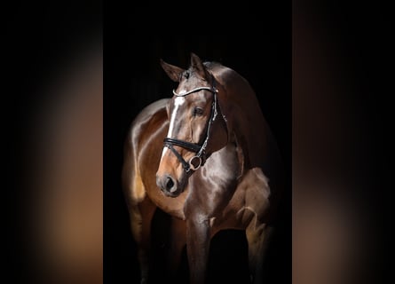 Oldenburger Springpferd, Wallach, 6 Jahre, 171 cm, Dunkelbrauner