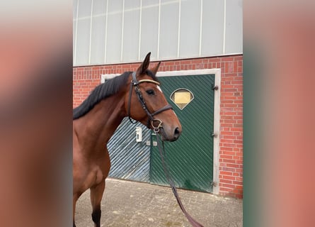 Oldenburger Springpferd, Wallach, 6 Jahre, 172 cm, Brauner