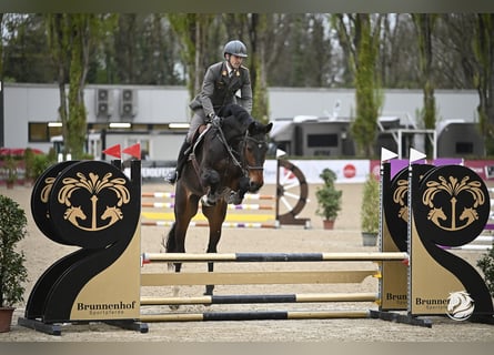 Oldenburger Springpferd, Wallach, 6 Jahre, 179 cm, Dunkelbrauner