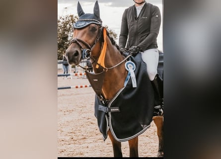 Oldenburger Springpferd, Wallach, 7 Jahre, 161 cm, Brauner