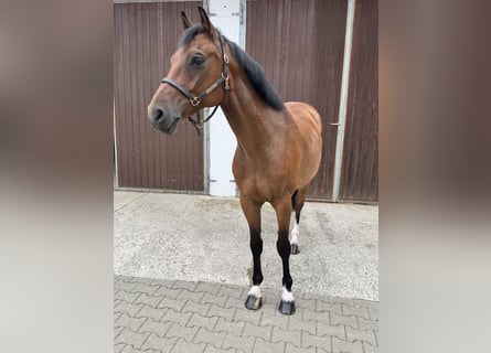 Oldenburger Springpferd, Wallach, 7 Jahre, 161 cm, Brauner