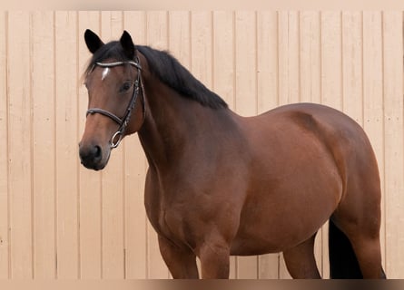 Oldenburger Springpferd, Wallach, 7 Jahre, 164 cm, Brauner