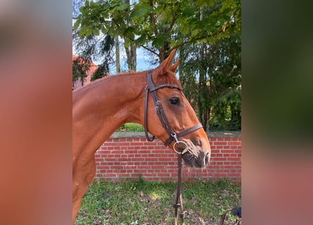 Oldenburger Springpferd, Wallach, 7 Jahre, 165 cm, Fuchs