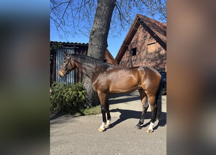 Oldenburger Springpferd, Wallach, 7 Jahre, 165 cm