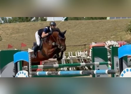 Oldenburger Springpferd, Wallach, 7 Jahre, 166 cm, Brauner