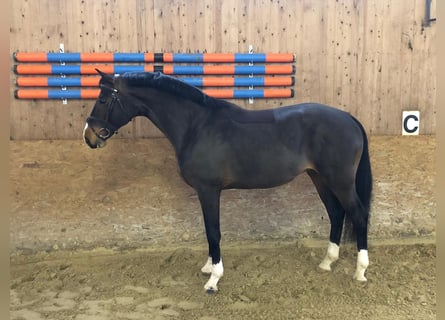 Oldenburger Springpferd, Wallach, 7 Jahre, 166 cm, Dunkelbrauner