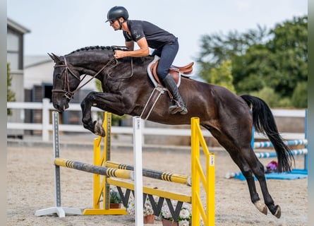 Oldenburger Springpferd, Wallach, 7 Jahre, 169 cm, Rappe