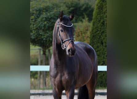 Oldenburger Springpferd, Wallach, 7 Jahre, 170 cm, Schwarzbrauner