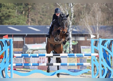 Oldenburger Springpferd, Wallach, 7 Jahre, 170 cm, Schwarzbrauner
