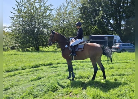 Oldenburger Springpferd, Wallach, 7 Jahre, 173 cm, Brauner