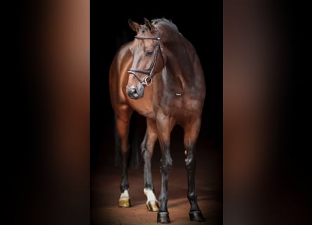 Oldenburger Springpferd, Wallach, 8 Jahre, 170 cm, Dunkelbrauner