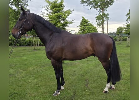 Oldenburger Springpferd, Wallach, 8 Jahre, 175 cm, Schwarzbrauner
