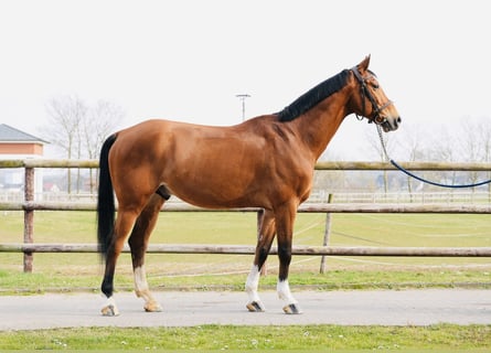 Oldenburger Springpferd, Wallach, 8 Jahre, Brauner