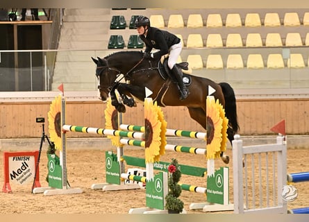 Oldenburger Springpferd, Wallach, 8 Jahre, Dunkelbrauner