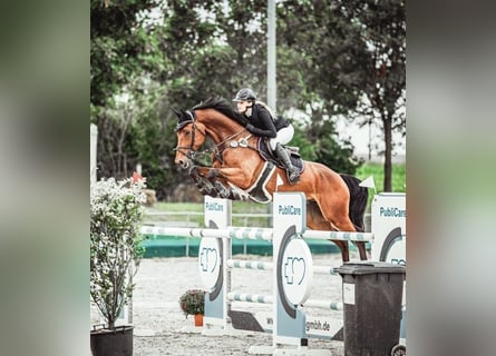 Oldenburger Springpferd, Wallach, 9 Jahre, 168 cm, Brauner