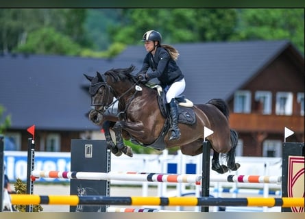 Oldenburger Springpferd, Wallach, 9 Jahre, 170 cm, Rappe