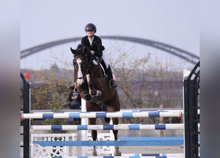 Oldenburger Springpferd, Wallach, 9 Jahre, 172 cm, Dunkelbrauner