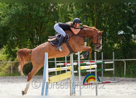Oldenburger Springpferd, Wallach, 9 Jahre, 174 cm, Fuchs