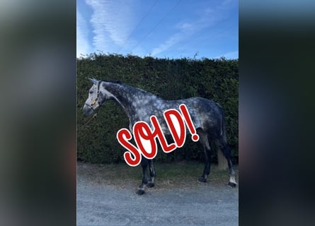 Oldenburger Springpferd, Wallach, 9 Jahre, 179 cm, Apfelschimmel