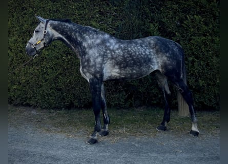 Oldenburger Springpferd, Wallach, 9 Jahre, 179 cm, Apfelschimmel