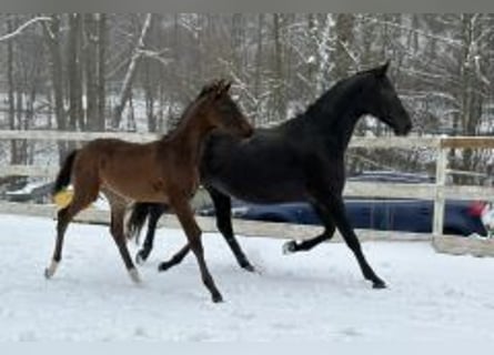 Oldenburger, Stute, 10 Jahre, 160 cm, Rappe