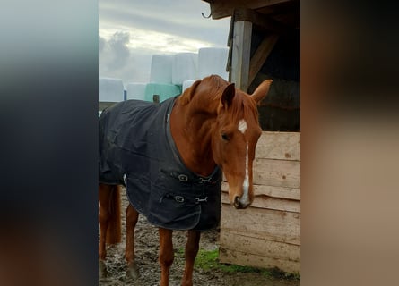 Oldenburger, Stute, 10 Jahre, 163 cm, Fuchs