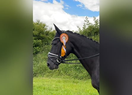 Oldenburger, Stute, 10 Jahre, 164 cm, Rappe