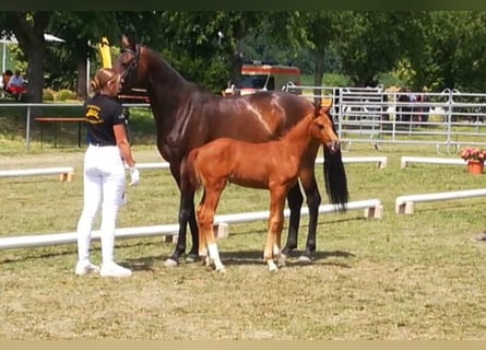 Oldenburger, Stute, 10 Jahre, 164 cm, Schwarzbrauner
