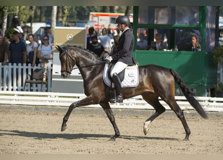 Oldenburger, Stute, 10 Jahre, 165 cm, Dunkelbrauner