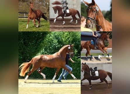 Oldenburger, Stute, 10 Jahre, 165 cm, Fuchs