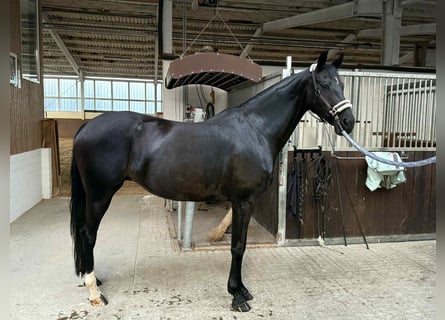 Oldenburger, Stute, 10 Jahre, 167 cm, Dunkelbrauner