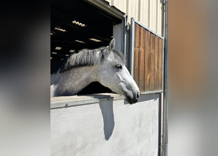 Oldenburger, Stute, 10 Jahre, 168 cm, Schimmel