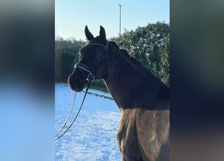 Oldenburger, Stute, 10 Jahre, 170 cm