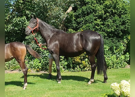 Oldenburger, Stute, 10 Jahre, 170 cm, Schwarzbrauner