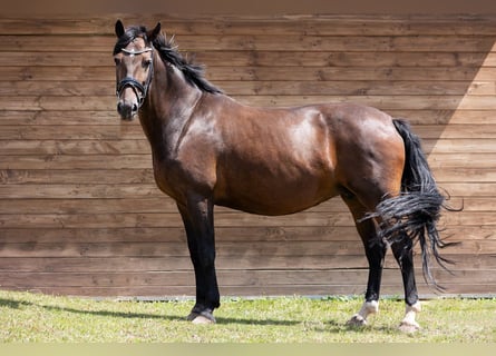 Oldenburger, Stute, 10 Jahre, 171 cm