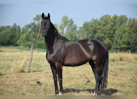 Oldenburger, Stute, 10 Jahre, 172 cm, Dunkelbrauner