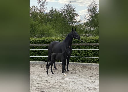 Oldenburger, Stute, 10 Jahre, 172 cm, Rappe
