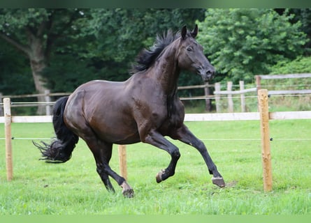 Oldenburger, Stute, 10 Jahre, 181 cm, Rappe