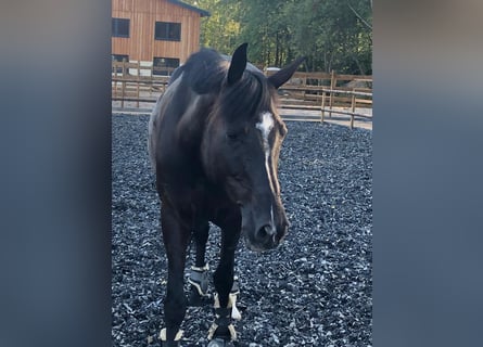 Oldenburger, Stute, 11 Jahre, 162 cm, Rappe