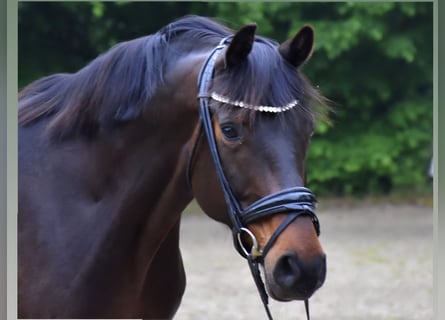 Oldenburger, Stute, 11 Jahre, 163 cm, Brauner
