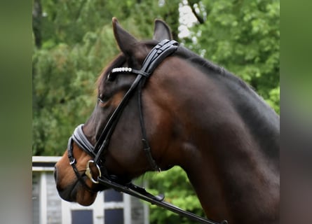 Oldenburger, Stute, 11 Jahre, 163 cm, Brauner