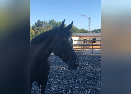 Oldenburger, Stute, 11 Jahre, 164 cm, Rappe