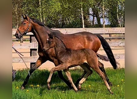 Oldenburger, Stute, 11 Jahre, 165 cm, Brauner