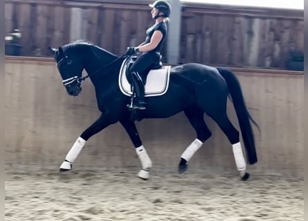 Oldenburger, Stute, 11 Jahre, 165 cm