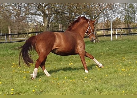 Oldenburger, Stute, 11 Jahre, 165 cm