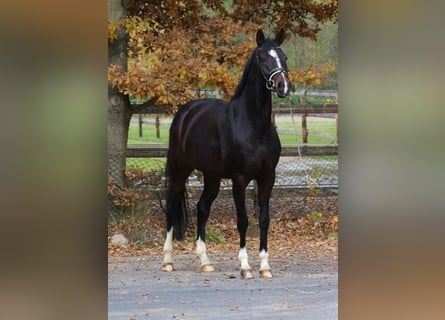 Oldenburger, Stute, 11 Jahre, 168 cm, Dunkelbrauner