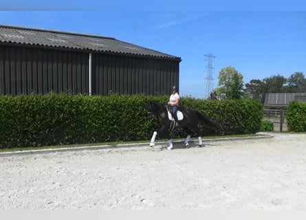 Oldenburger, Stute, 11 Jahre, 169 cm, Dunkelbrauner