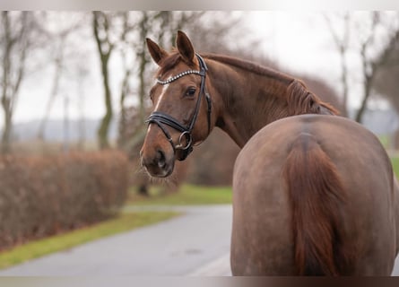 Oldenburger, Stute, 11 Jahre, 170 cm, Dunkelfuchs