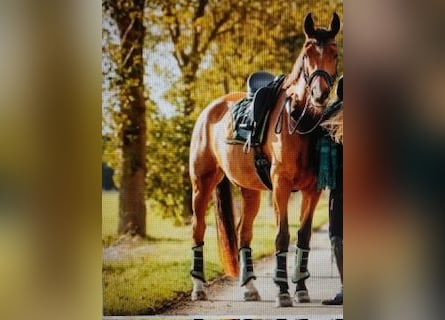 Oldenburger, Stute, 11 Jahre, 172 cm, Brauner