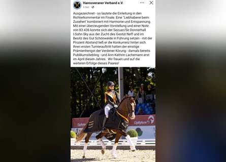 Oldenburger, Stute, 11 Jahre, 172 cm, Palomino